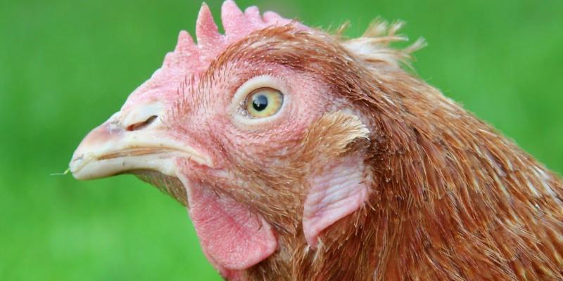 Nhiều nguyên nhân dẫn đến tình trạng bọt trắng ở gà