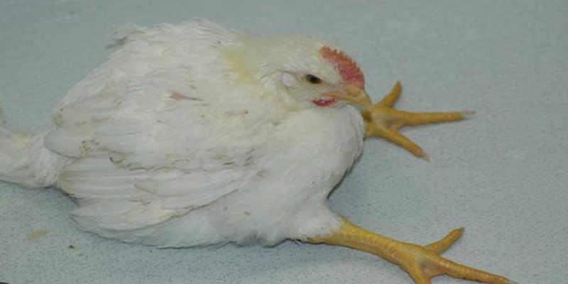 Nguyên nhân phổ biến gây ra bại liệt ở gà là di truyền
